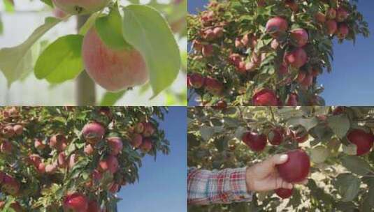 苹果园红苹果成熟丰收采摘苹果树硕果累累高清在线视频素材下载