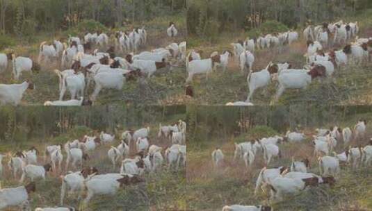 秋天傍晚黄昏夕阳下一群山羊高清在线视频素材下载