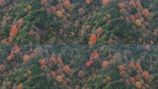 杭州富阳墅溪村林峰山森林秋色航拍高清在线视频素材下载