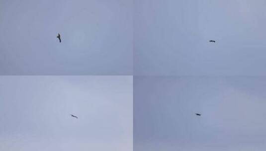 翱翔的黑耳鸢、老鹰高清在线视频素材下载