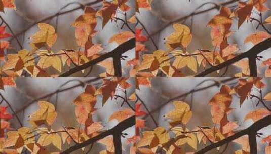 秋分秋景秋天枫叶黄了高清在线视频素材下载