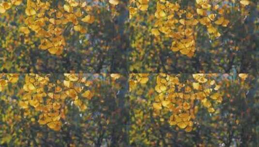 秋天的风景银杏树黄叶高清在线视频素材下载
