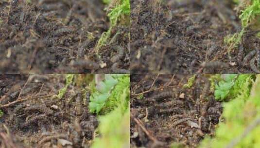 大自然生命土壤蠕动毛虫昆虫高清在线视频素材下载