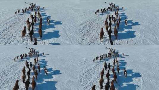 航拍呼伦贝尔冬季草原马群-112高清在线视频素材下载