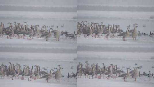 冬季河面上野生的大雁高清在线视频素材下载
