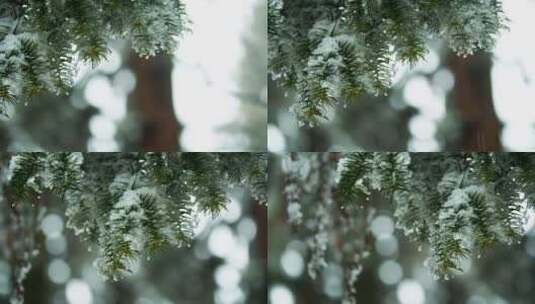 实拍冬季唯美松枝上冰雪实拍素材高清在线视频素材下载
