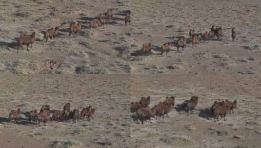 戈壁骆驼群高清在线视频素材下载
