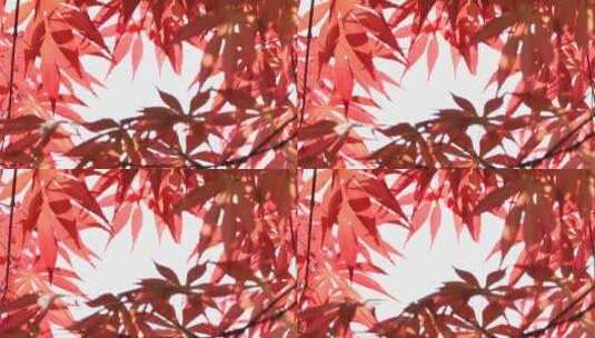 秋天阳光枫叶红枫逆光唯美空镜高清在线视频素材下载