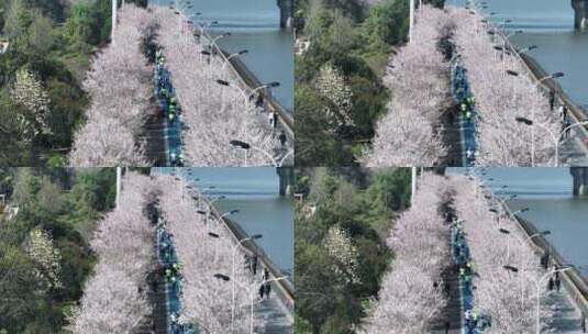 杭州滨江樱花跑道高清在线视频素材下载