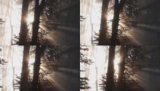 阳光穿过雾气弥漫的森林高清在线视频素材下载