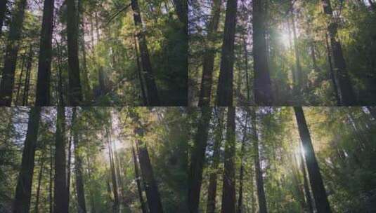 摇摄阳光照进森林高清在线视频素材下载