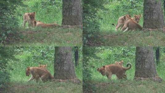 野生动物狮子高清在线视频素材下载