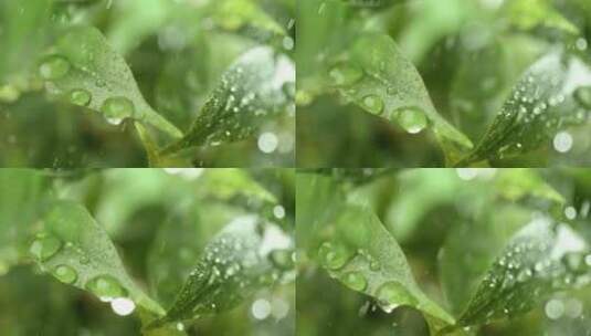 超慢动作雨滴特写。雨水滴落在植物的绿叶上高清在线视频素材下载