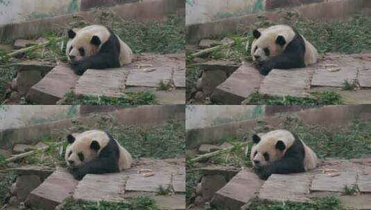 大熊猫熊猫睡觉休息高清在线视频素材下载