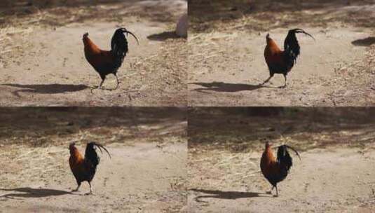 一只大公鸡在地上觅食慢镜头高清在线视频素材下载