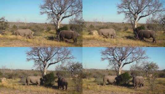 南非克鲁格国家公园的南方白犀牛高清在线视频素材下载
