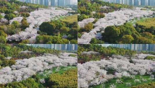 无锡金匮公园樱花航拍右环绕视角高清在线视频素材下载