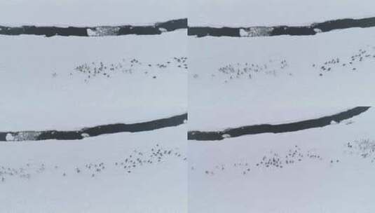 奔跑的企鹅集团。南极洲无人机射击。高清在线视频素材下载