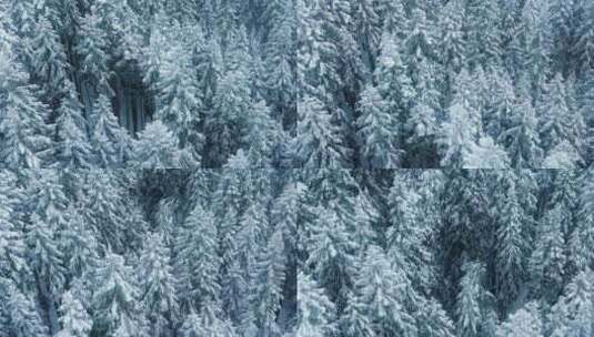 无人机空中冬季景观与松树覆盖雪魔法森林高清在线视频素材下载