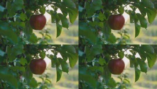 苹果树上的红苹果高清在线视频素材下载