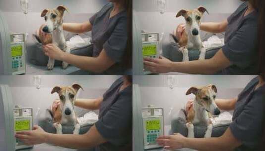 女兽医照顾宠物休息奶黄色鞭打品种狗在兽医高清在线视频素材下载