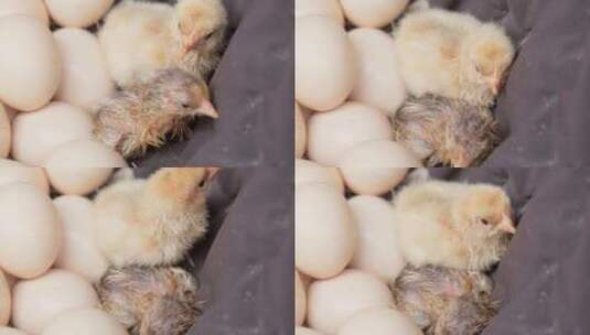 农村刚出生的小鸡苗家禽散养土鸡高清在线视频素材下载