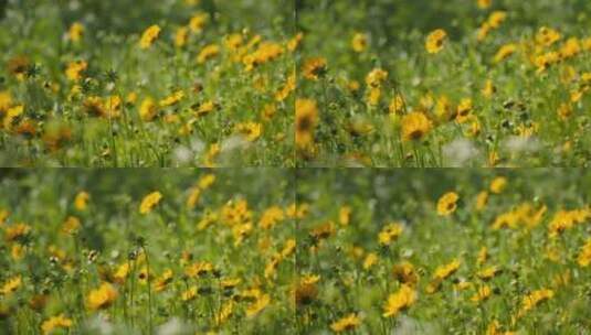 春天金黄色花朵金鸡菊高清在线视频素材下载