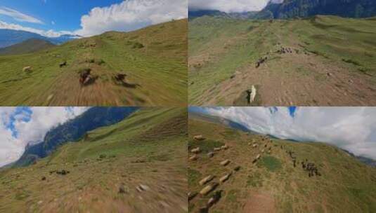 4kfpv航拍高山草原羊群高清在线视频素材下载