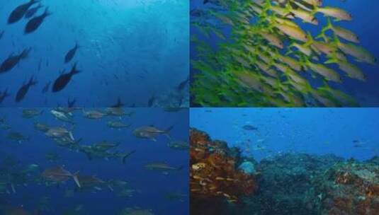 海底世界潜水礁石鱼群海南高清在线视频素材下载