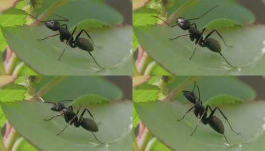 春日繁殖，大黑蚂蚁的微观世界高清在线视频素材下载