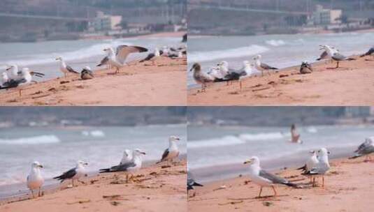 海面海浪上飞翔的海鸥海滩海鸥高清在线视频素材下载