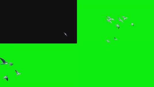 实拍鸽子从镜头前飞过高清在线视频素材下载