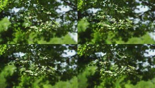 阳光森林树叶夏日自然大自然树林夏天高清在线视频素材下载