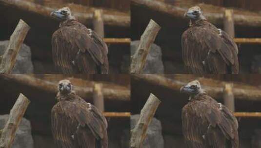 欧洲黑秃鹫（埃及鹫Monachus）高清在线视频素材下载