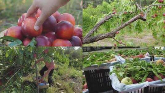 油桃产地 油桃种植 油桃成熟高清在线视频素材下载