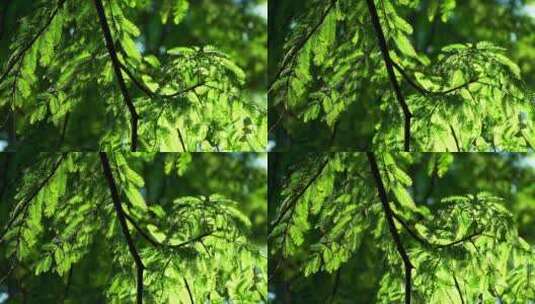 阳光透过水杉绿色树叶的治愈系光影高清在线视频素材下载