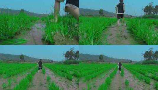 4K高清实拍农村稻田小孩奔跑高清在线视频素材下载