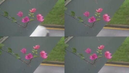 雨后的街边花朵高清在线视频素材下载