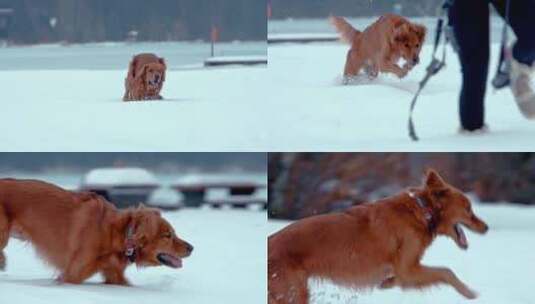 狗，金毛猎犬，玩耍，雪高清在线视频素材下载