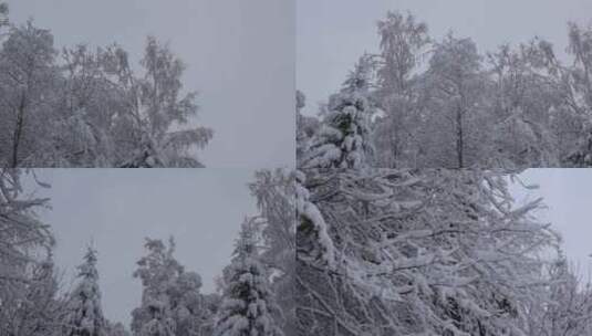 被雪覆盖的树高清在线视频素材下载