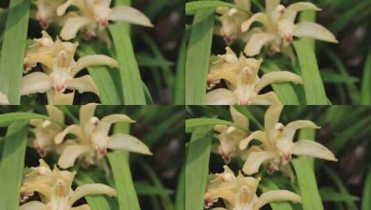 雨后兰花特写虎头兰花朵露水春天高清在线视频素材下载