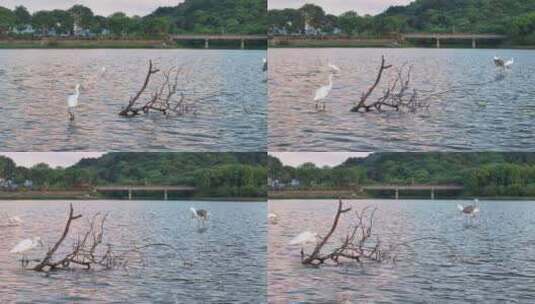 河流白鹭高清在线视频素材下载