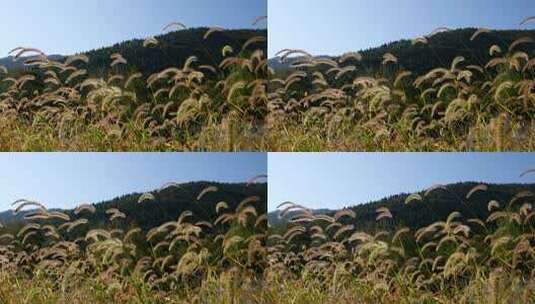 狗尾巴草草丛清新野草植物唯美风景高清在线视频素材下载