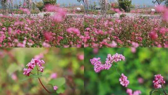 红色荞麦花开唯美宣传片高清在线视频素材下载