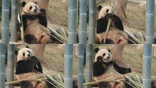 湖南岳阳中华大熊猫苑高清在线视频素材下载