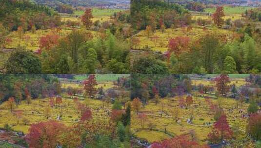 【8K航拍】安徽塔川秋色高清在线视频素材下载