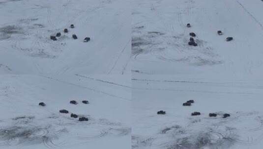 雪地中多辆皮卡车行驶场景高清在线视频素材下载