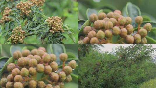 风雨中的花椒树青花椒02【套组】高清在线视频素材下载