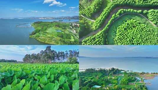 盛夏时节的南滇池国家湿地公园高清在线视频素材下载