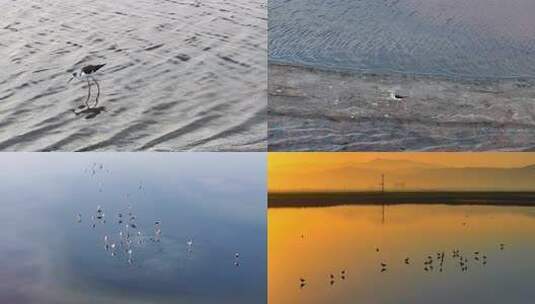山西运城湖水水鸟清晨 合集高清在线视频素材下载